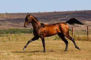 Akhal -teke horse - чиста източна кръв Akhal -teke horse - чиста източна кръв